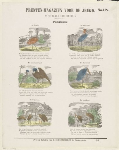 Birds