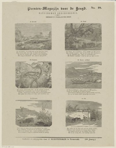 Amphibians or Hermaphrodites