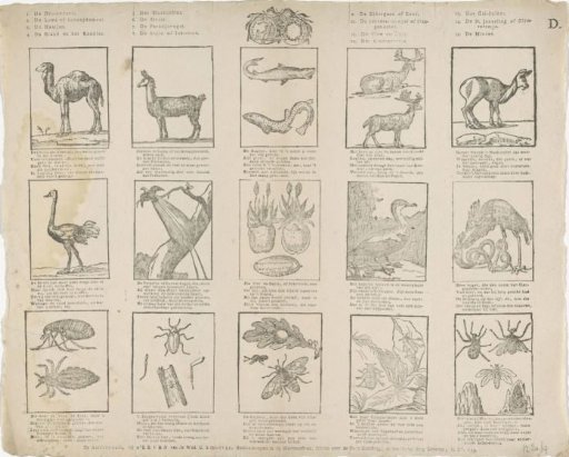 Animals and Plants.