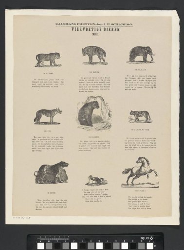 Quadrupeds