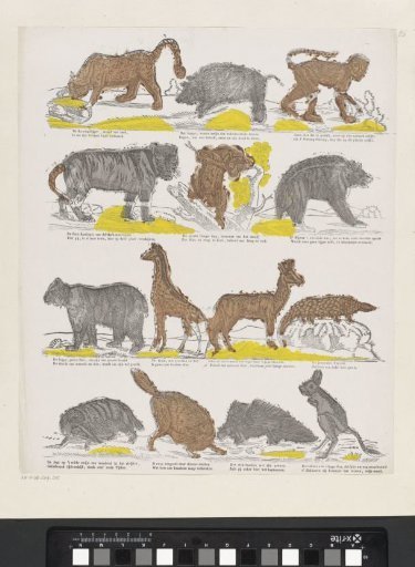 Animals