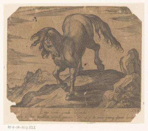 Horse descending a small hill, seen from the front