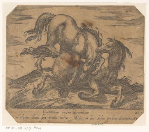 Two fighting horses