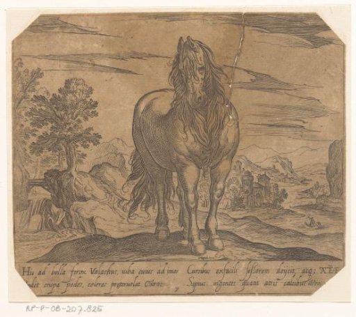 Standing horse seen from the front