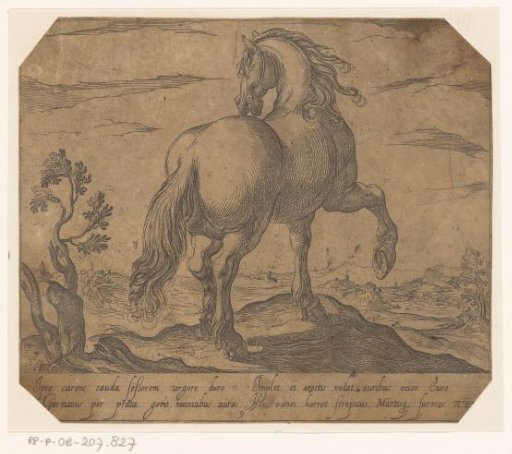 Standing horse seen from behind