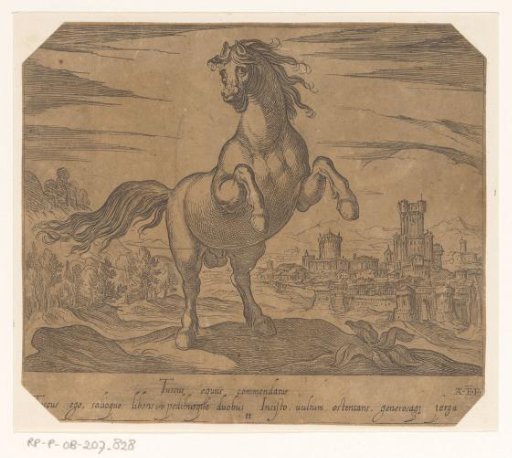 Rearing horse seen from the front