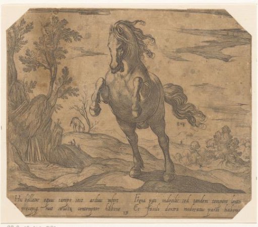 Rearing horse seen from the front