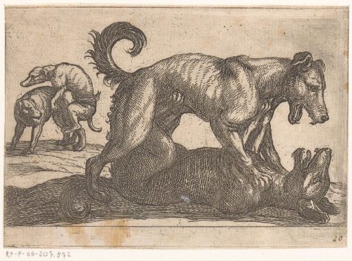 Two Mating and Two Fighting Dogs