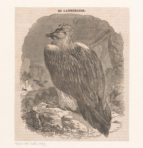 Lammergeier