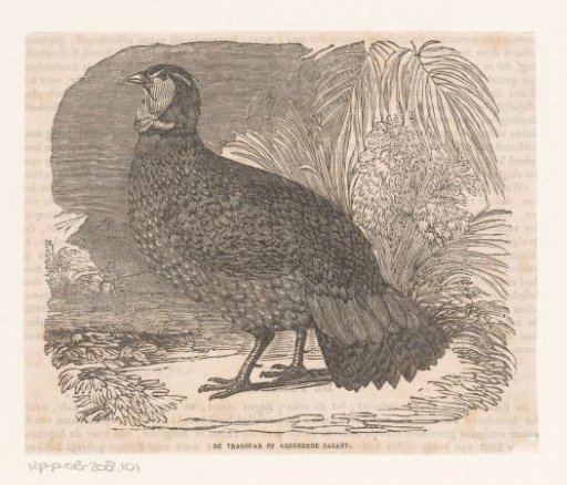 Tragopan