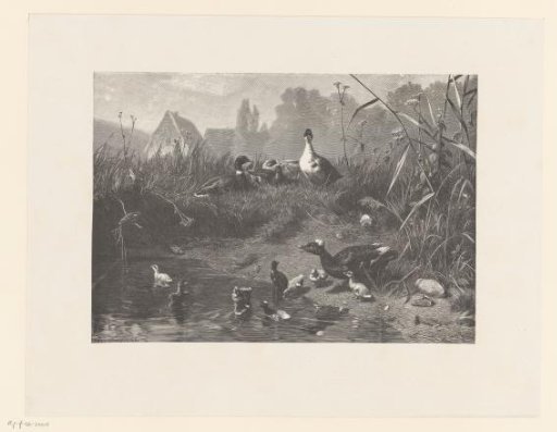 Ducks on a Shore
