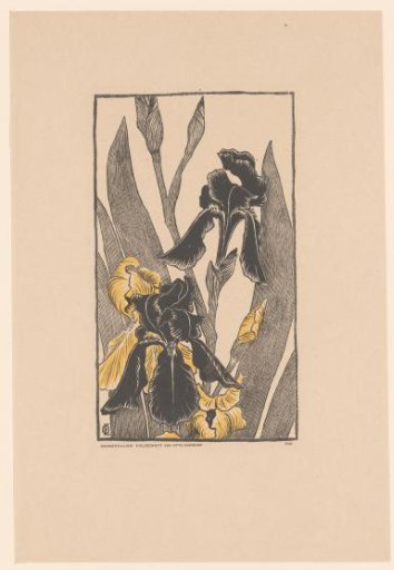 Black Irises