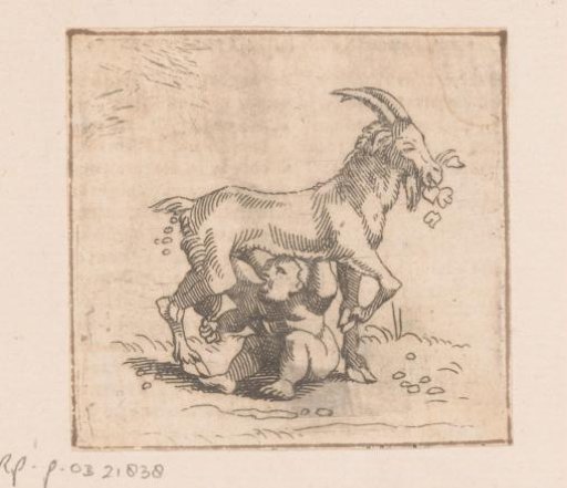 Child drinking from the udder of a goat
