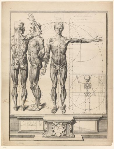 Anatomical Print with Three Views of a Man and a Child's Skeleton
