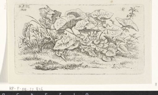 Plants