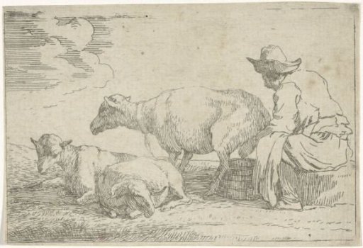 Shepherd milking a sheep