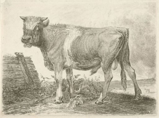 Bull