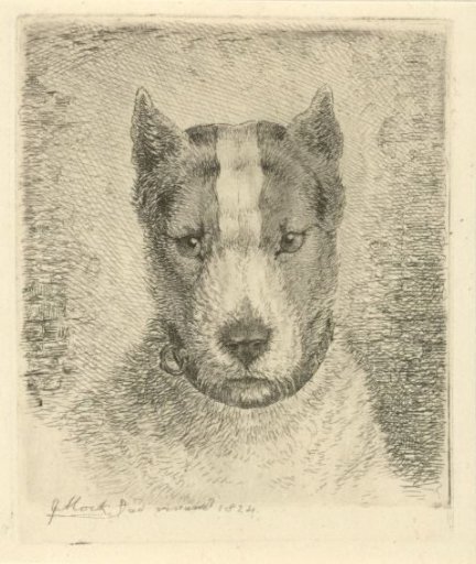 Dog's head with collar