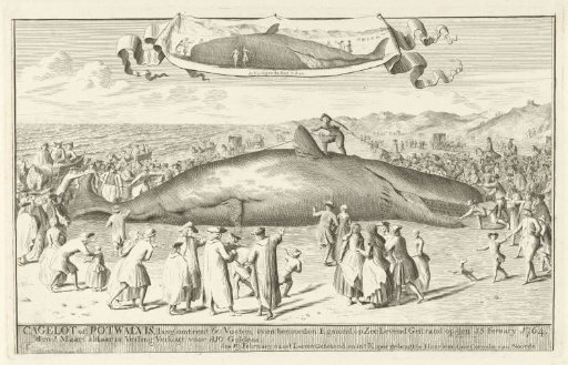 Stranded whale at Egmond aan Zee, 1764