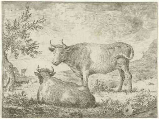 Standing and lying cow