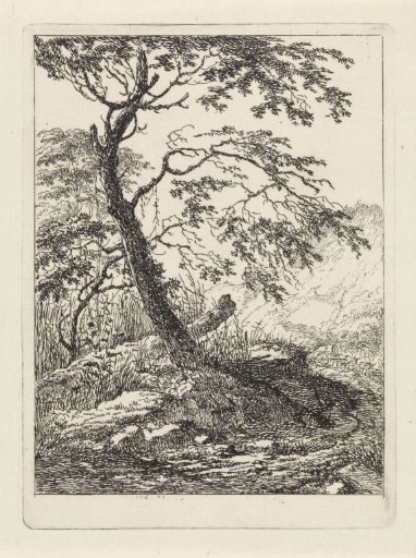 Tree along a road