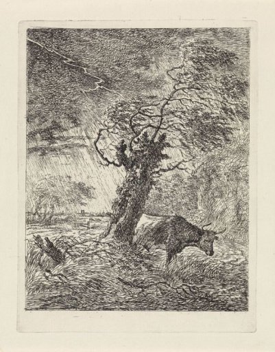 Cow by a pollard willow