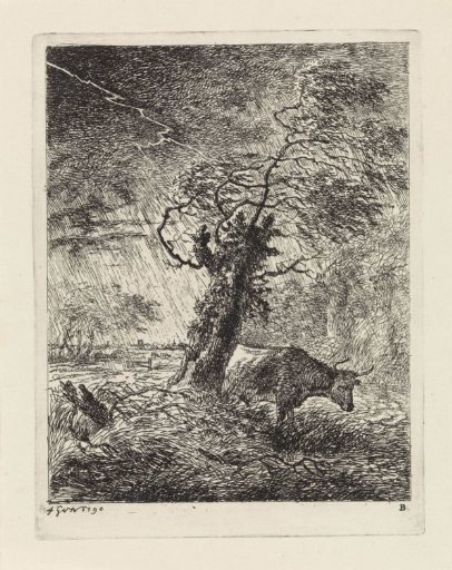 Cow by a pollard willow