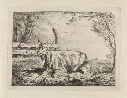 Reclining goat by a fence