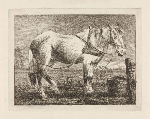 Horse by a bucket
