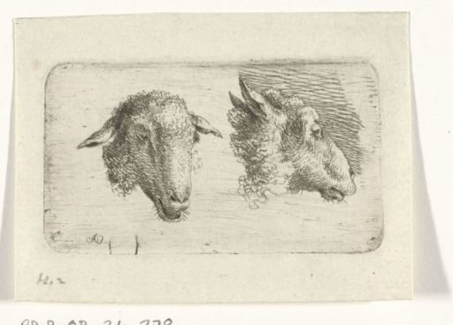 Two sheep's heads