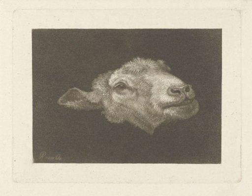 Sheep's head