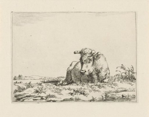 Reclining cow