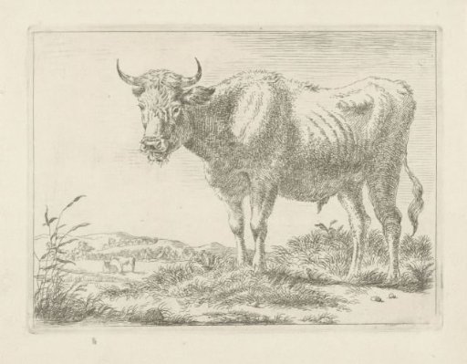 Standing bull