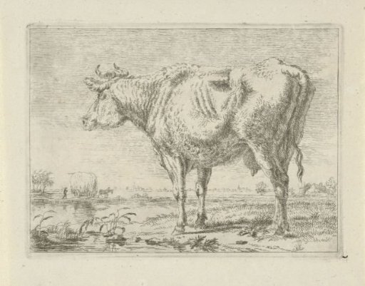 Standing cow