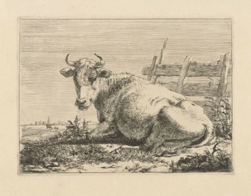 Lying cow by a fence