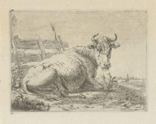 Lying cow by a fence