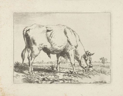 Grazing bull