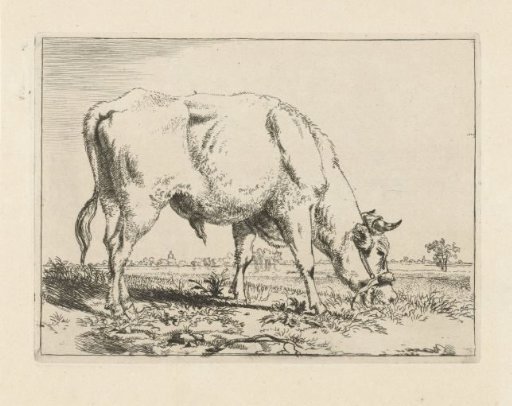 Grazing bull