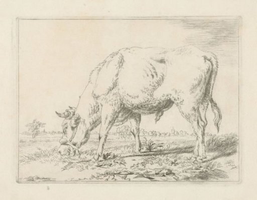 Grazing bull
