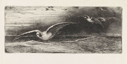 Seagulls