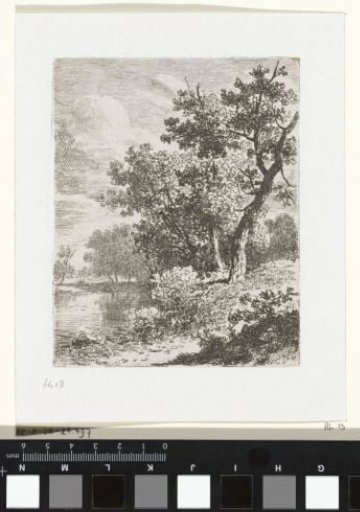Riverbank with trees
