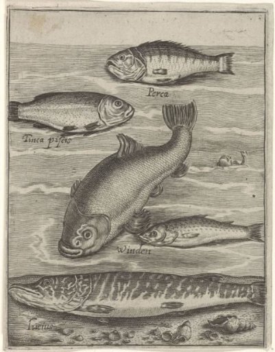 Study Sheet with Five Fish