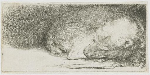 Sleeping puppy