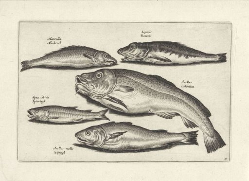 Five different kinds of fish