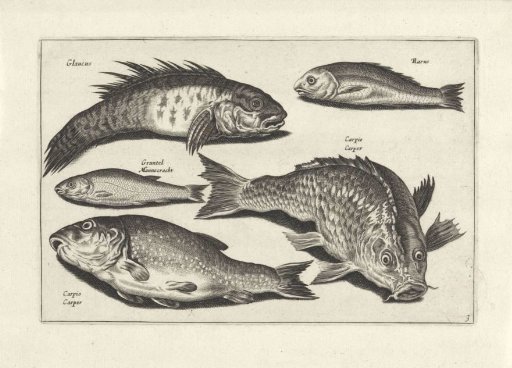 Five fish