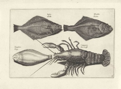 Three fish and a lobster