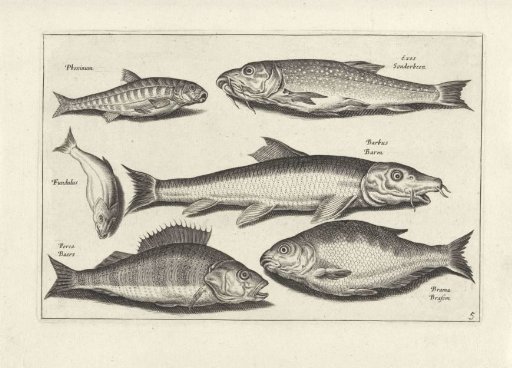 Six fish including a perch