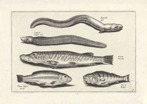 Three long fish and two other fish