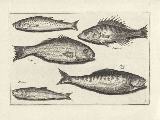 Five different fish