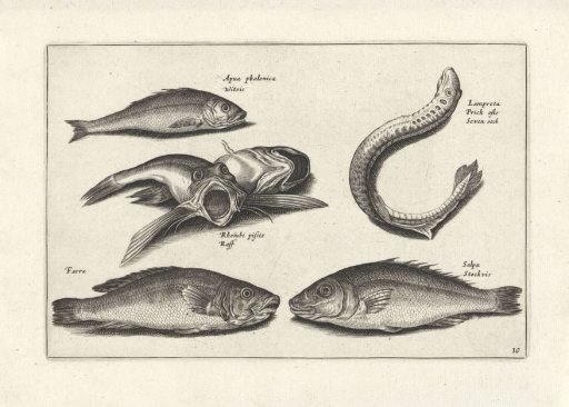 Six fish